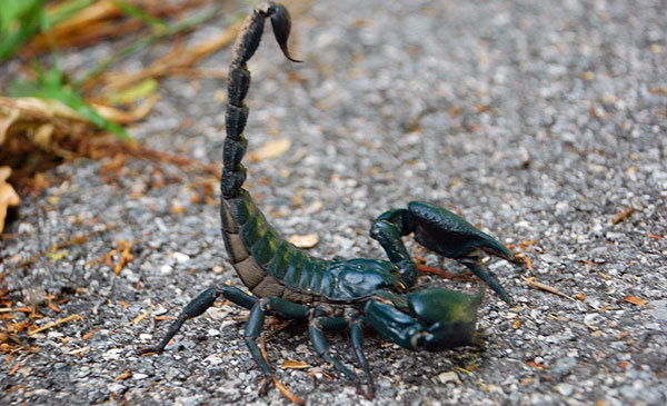 Елена Одинокова