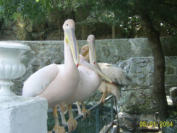 Анна Некрасевич