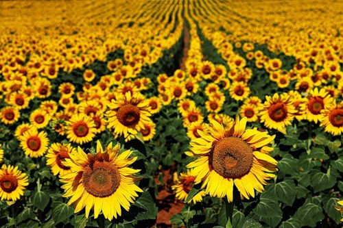 Альянс Агро