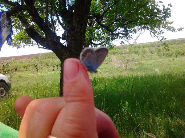 Денис Григорица