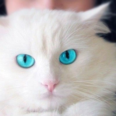 Дима Гуреев