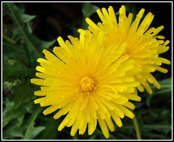 Ирина Сушилина