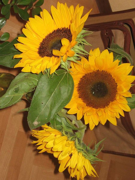 Лев Афанасьев