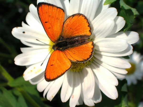 Ильина Романова