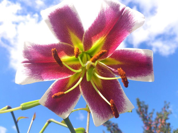 Елена Важинская