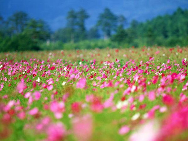 Елена Агафонова