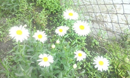 Белла Лазарова