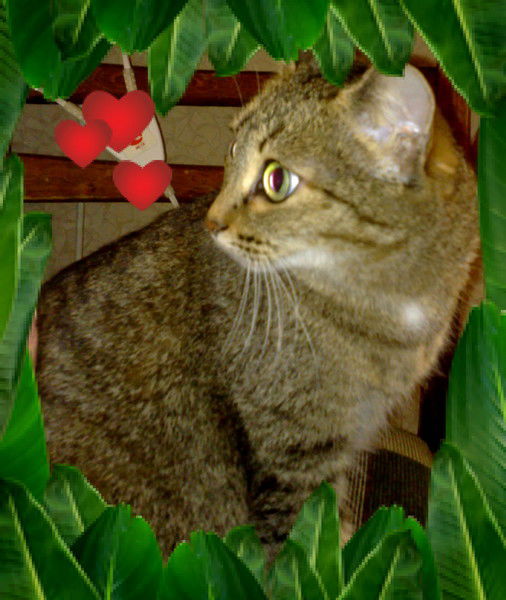 Натали Пашина