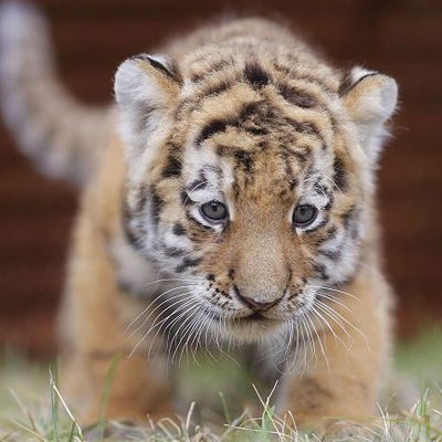 Викуля Синицына