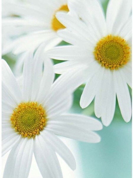 Асем Шегебаева