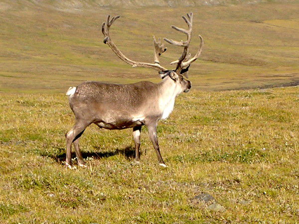 Слава Новиков