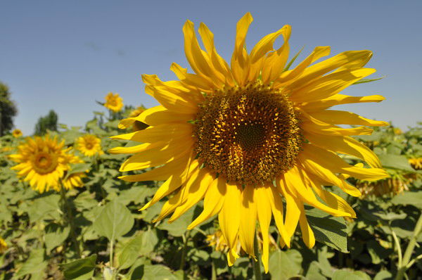 Аина Исакова