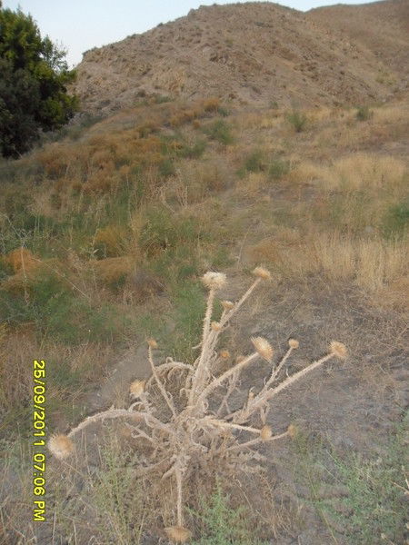 Эльнур Ситдиков