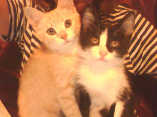 Tojlko Bik {187 Lvl}