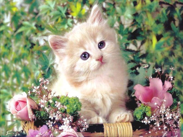 Анжелика Бондарева