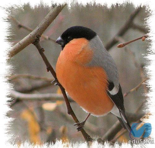 Ирина Турченко