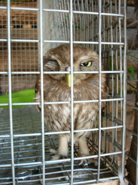 Алена Проничева