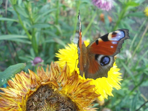 Наталья Остапенко