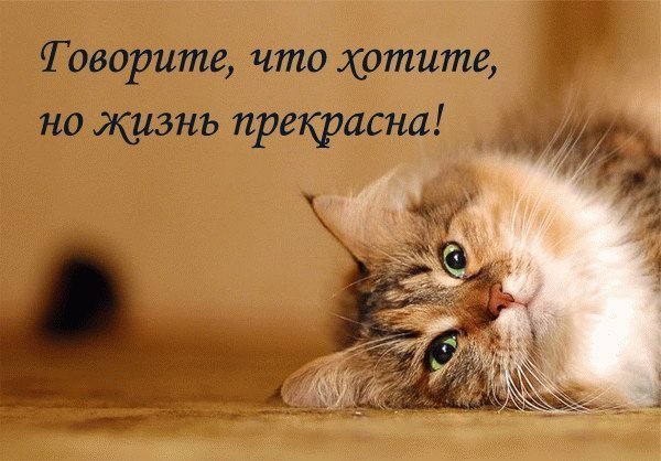 Пахан- -Genis