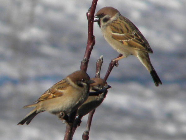 Галина Алдошина