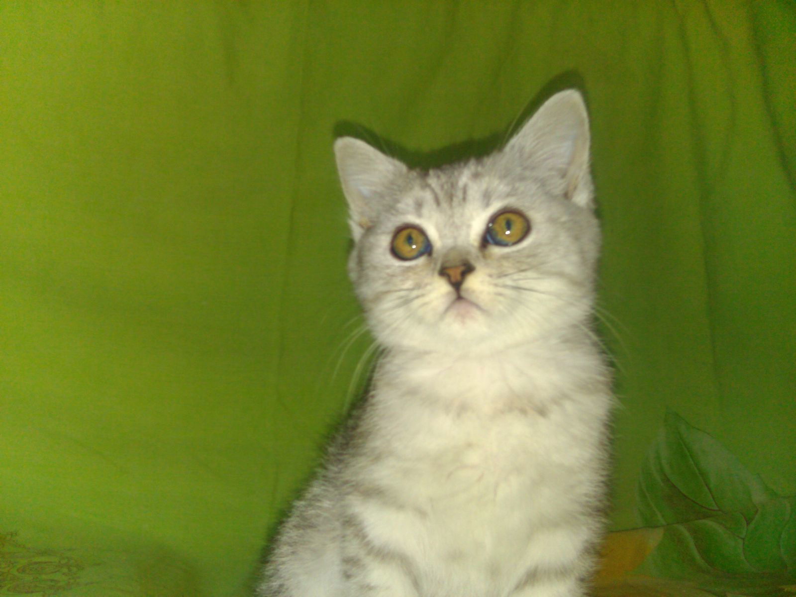 Вера Варзакова