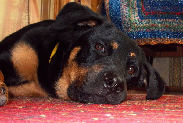 Татьяна Гущина