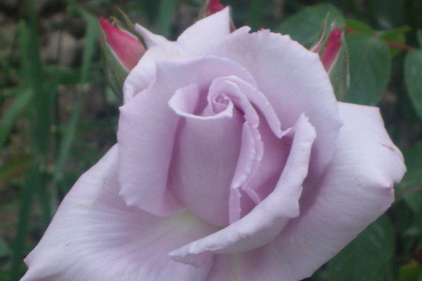 Мария Парыгина