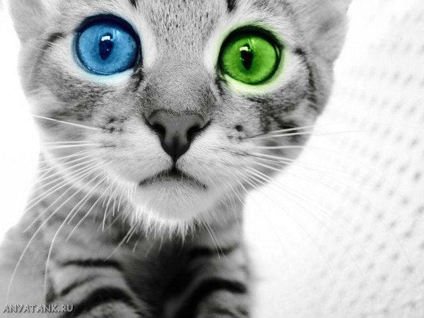 Ольга Швецова