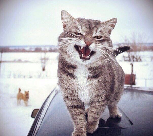 Имя Фамилия