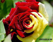 Марина Коток