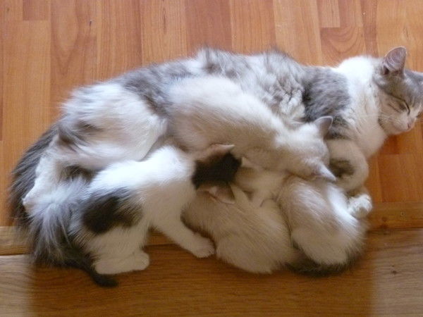 Полина Мельникова