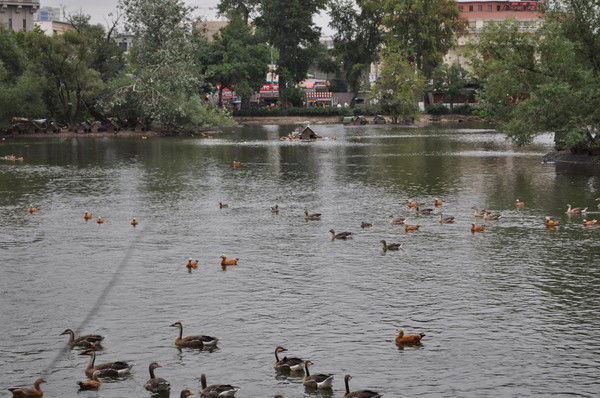 Елена Шестерикова