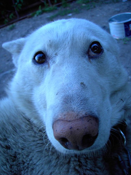 Андрей Северинов