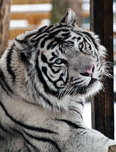 Олег Зайцев