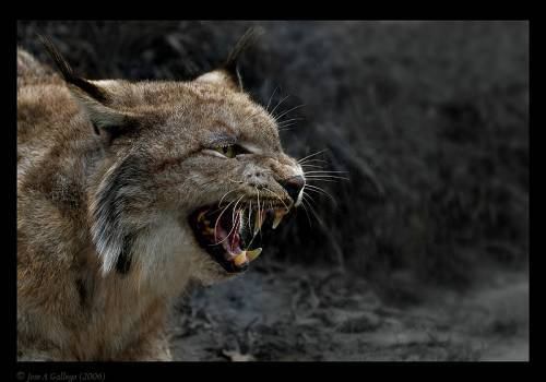 Лариса Гончарова