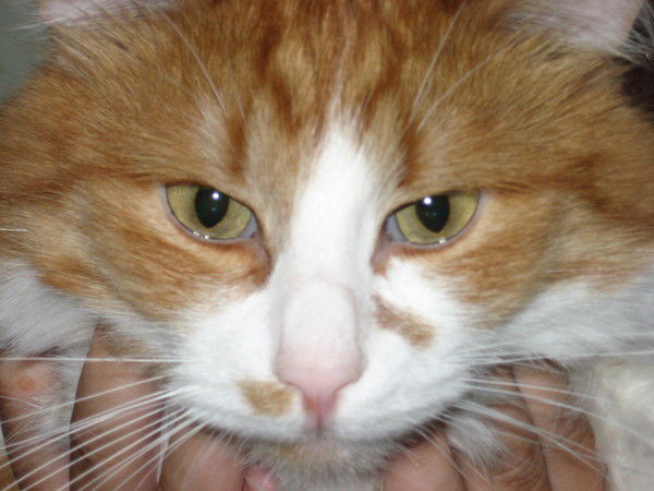 Елена Митрохова