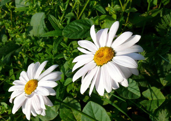 Бибикова Ирина