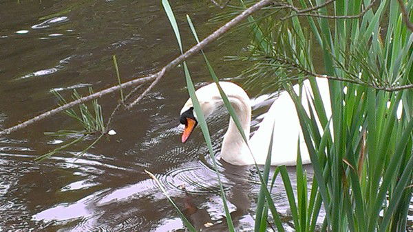 Надежда Лобачёва