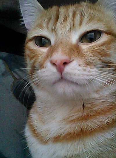 Александр Захаров