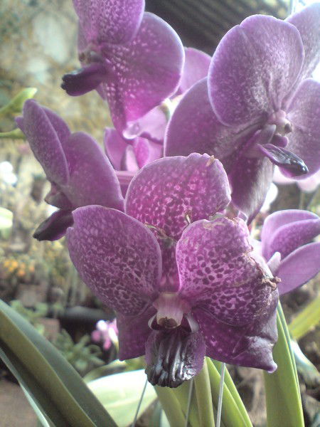 Лариса Умрихина