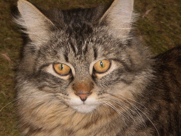 Елена Елена