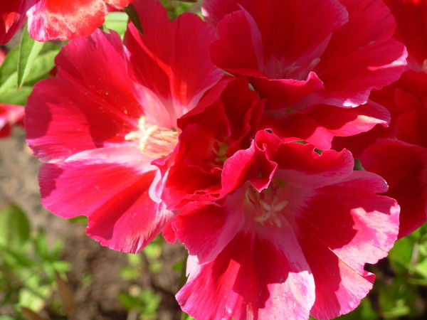 Аня Бастракова