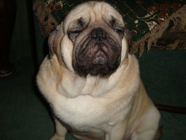 Яна Каплина