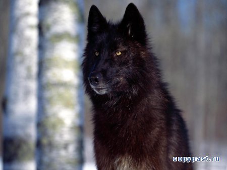 Света Кузнецова