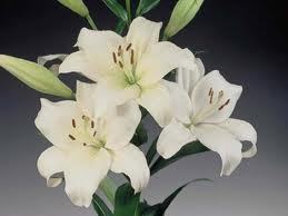 Лилия Оброчан