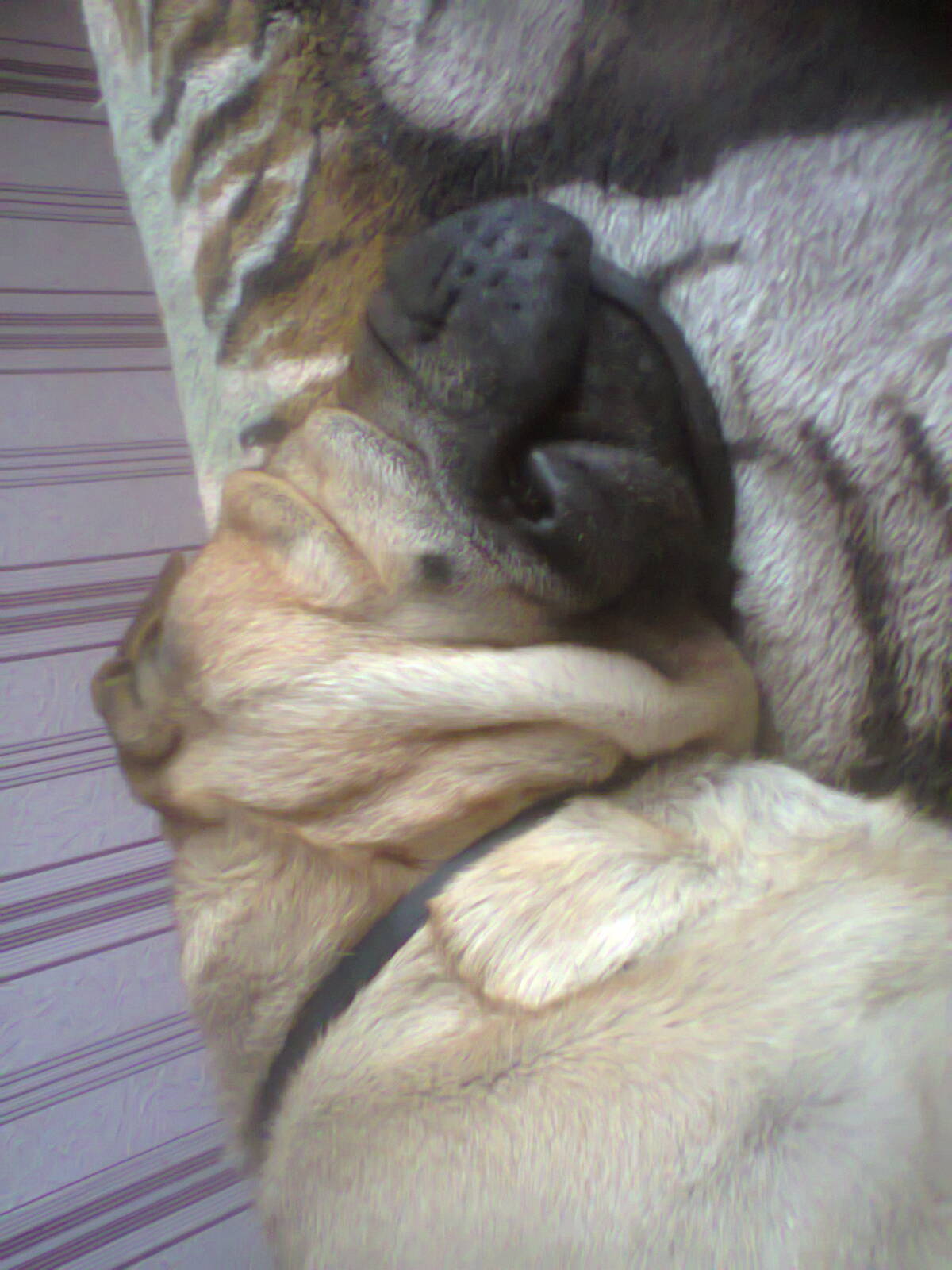 Сергей Сулимов