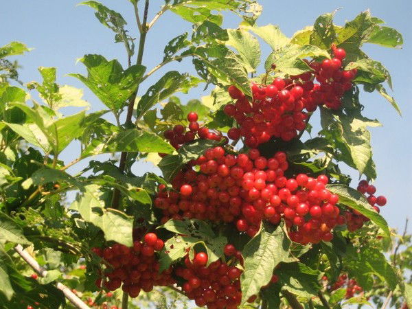 Нина Иванова