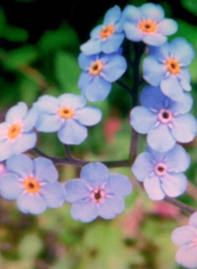 Валентина Донецкая