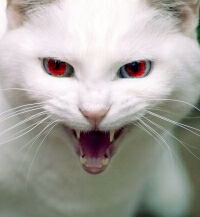 Слава Богданов