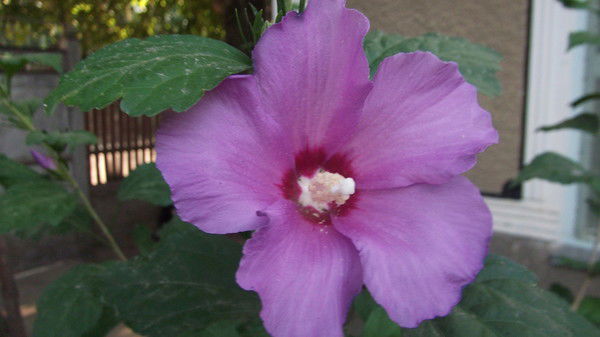 Ольга Юреско